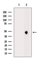 MANSC1 Antibody in Western Blot (WB)