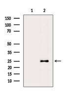 MOB1 Antibody in Western Blot (WB)