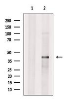 SLC35C2 Polyclonal Antibody