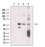 ZNF71 Polyclonal Antibody