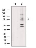 GITRL Polyclonal Antibody