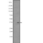 RRP7A Polyclonal Antibody