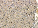 TMEM184B Antibody in Immunohistochemistry (Paraffin) (IHC (P))