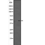 TMEM184B Antibody in Western Blot (WB)