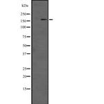 DOT1L Polyclonal Antibody