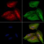 FAIM Polyclonal Antibody