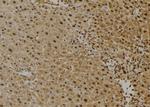 FAIM Antibody in Immunohistochemistry (Paraffin) (IHC (P))