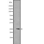 FGF17 Polyclonal Antibody
