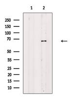 GBP2 Polyclonal Antibody