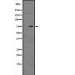 HSPA12A Antibody in Western Blot (WB)