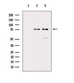 HSPA6/HSPA7 Antibody in Western Blot (WB)