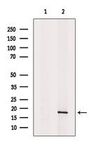 HSPB3 Antibody in Western Blot (WB)