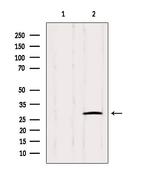 IGFBPL1 Antibody in Western Blot (WB)