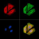 Interferon alpha-4/10/14 Polyclonal Antibody