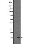 IL-13 Polyclonal Antibody