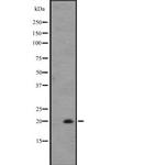 IL-25 Polyclonal Antibody