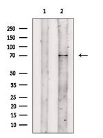 IFNAR2 Polyclonal Antibody