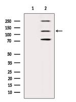 ITGA10 Antibody in Western Blot (WB)