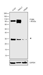 ITGB8 Antibody in Western Blot (WB)