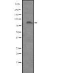ITGB8 Antibody in Western Blot (WB)