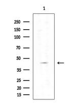 Cytokeratin 85/86 Polyclonal Antibody