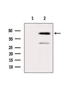 PAK1IP1 Antibody in Western Blot (WB)