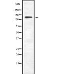 PLCB4 Polyclonal Antibody