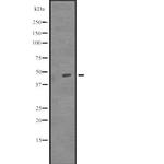 TUBD1 Antibody in Western Blot (WB)