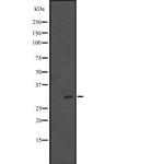 NSA2 Antibody in Western Blot (WB)