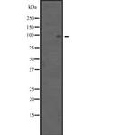 APC4 Polyclonal Antibody