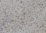 MCM9 Polyclonal Antibody