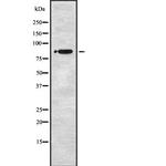 STRN1/STRN3 Polyclonal Antibody
