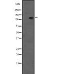 SCP1 Polyclonal Antibody