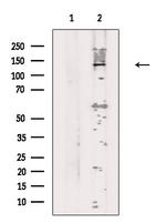 REV1 Antibody in Western Blot (WB)