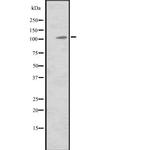 MIB2 Polyclonal Antibody