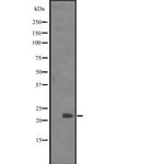 BCL7C Polyclonal Antibody