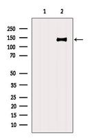 CC2D1A Polyclonal Antibody