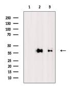 MUL1 Polyclonal Antibody