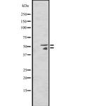 HNF4A/HNF4G Polyclonal Antibody