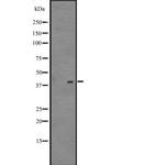 NFE2 Antibody in Western Blot (WB)