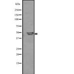 SP5/SP8/SP9 Polyclonal Antibody