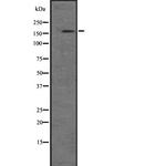 PIK3C2B Polyclonal Antibody