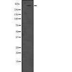 HUWE1 Polyclonal Antibody