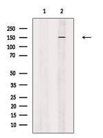 Attractin Polyclonal Antibody
