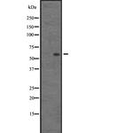 AGFG1 Polyclonal Antibody