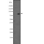 RASEF Antibody in Western Blot (WB)