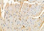 NRK Antibody in Immunohistochemistry (Paraffin) (IHC (P))