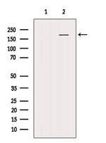 NRK Antibody in Western Blot (WB)