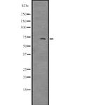 NUAK2 Antibody in Western Blot (WB)