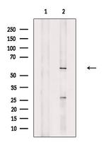 PCTAIRE1 Polyclonal Antibody